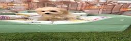 Maltipoo perros en venta: Maltipoo Toy muy chiquitín listo para entregar!! - Anuncio 5