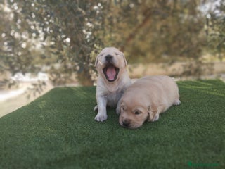 Golden Retriever perros - Anuncio 28