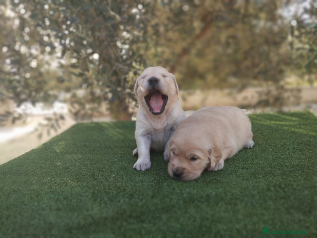Golden Retriever perros - Anuncio 1