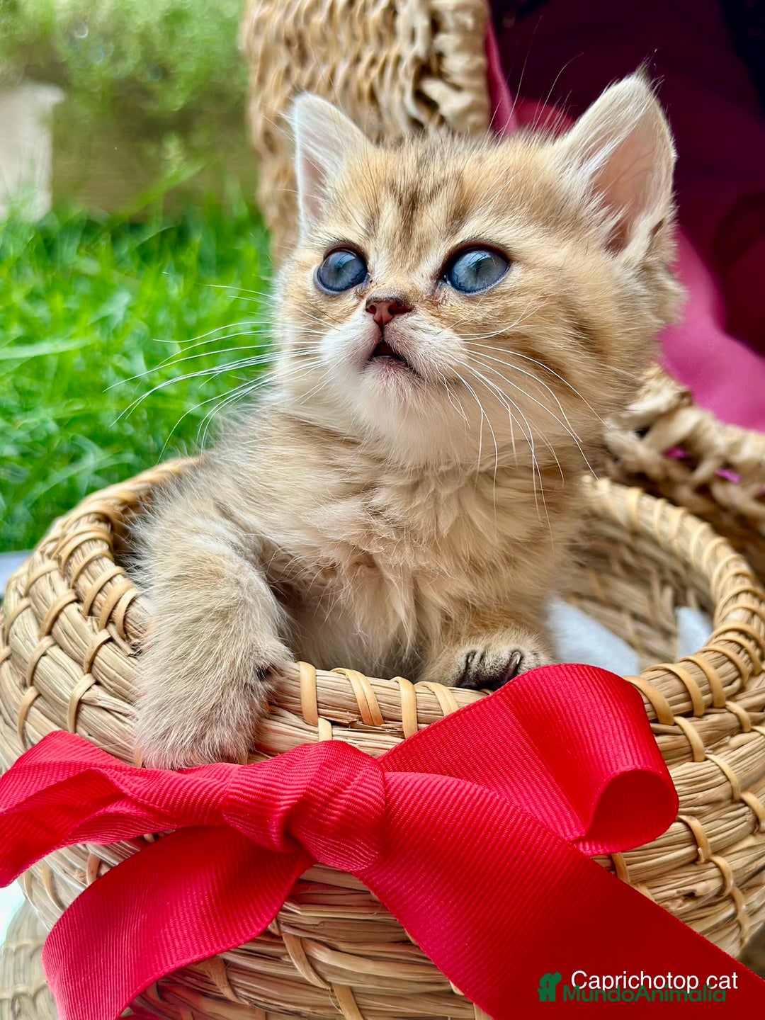Británico de Pelo Corto gatos en venta: Gatitos British y Scottish Fold  - Imagen 5