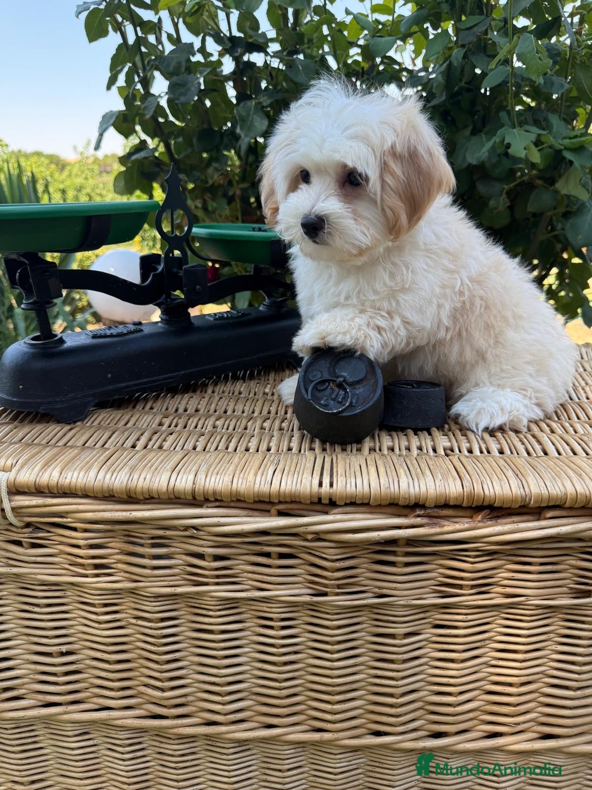 Maltipoo perros Maltipoo completamente vacunados!! - Anuncio 1