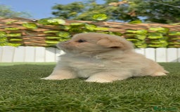 Pekinés perros en venta: PEKINES HEMBRA - Imagen 4