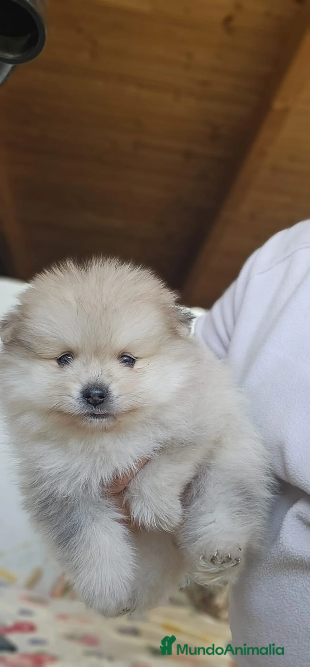Pomerania perros en venta: CAMADA DE POMERANIA  - Anuncio 2