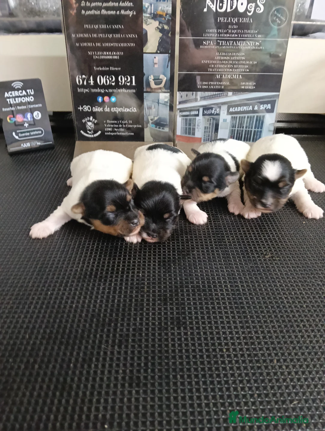 Biewer Yorkshire Terrier a la Pom Pon perros en venta: Yorkshire terrier biewer hembras. Pedigree opcion. - Anuncio 1