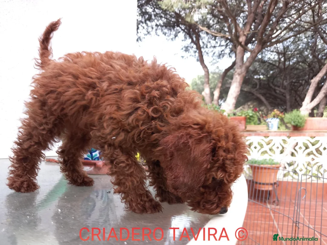 Caniche Toy perros en venta: Caniches Toy Rojos - Anuncio 2
