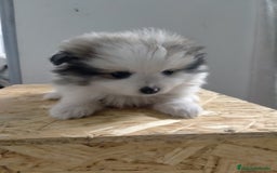 Pomerania perros en venta: Cachorritos de pomerania  - Imagen 2