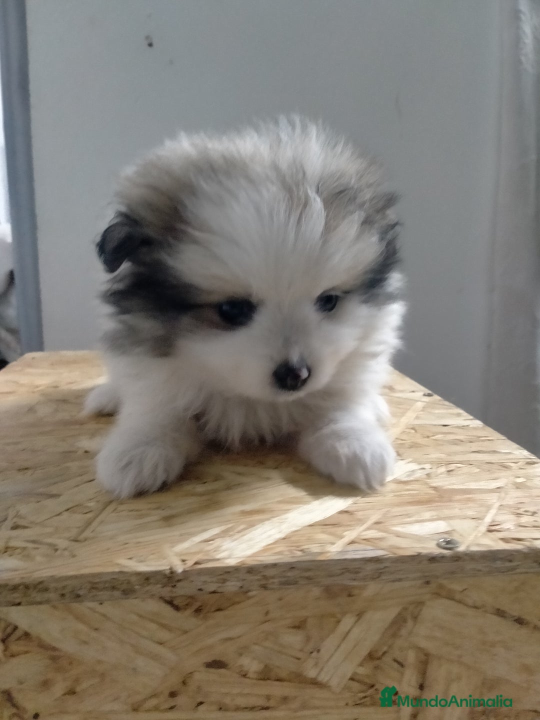 Pomerania perros en venta: Cachorritos de pomerania  - Imagen 2
