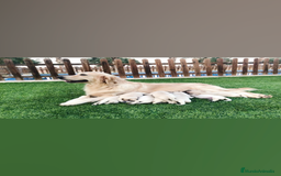 Golden Retriever perros en venta: Cachorros golden con pedigree  - Anuncio 3