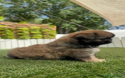 Pekinés perros en venta: PEKINES IMPERIAL HEMBRA - Imagen 22