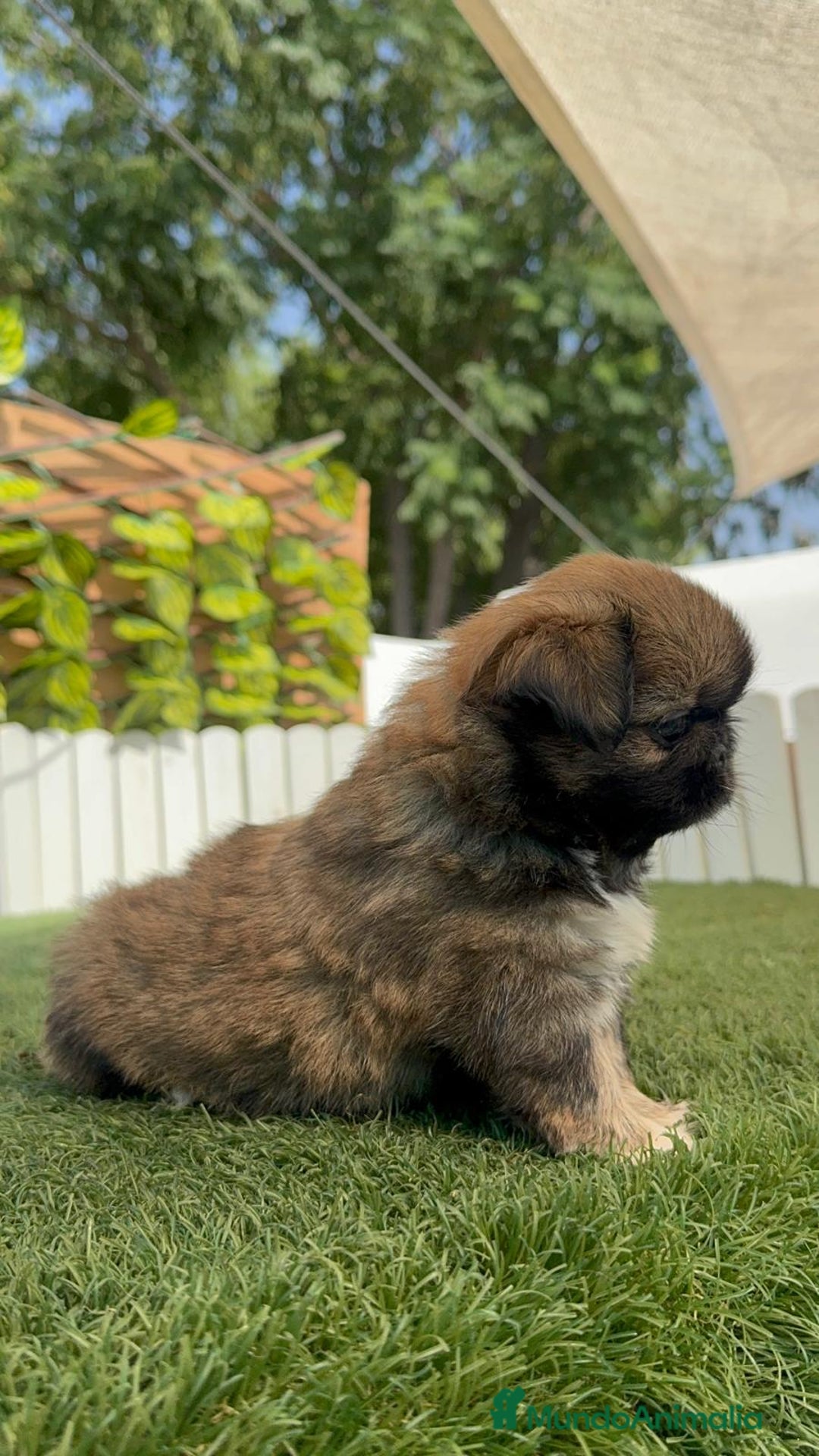 Pekinés perros en venta: PEKINES IMPERIAL HEMBRA - Imagen 22
