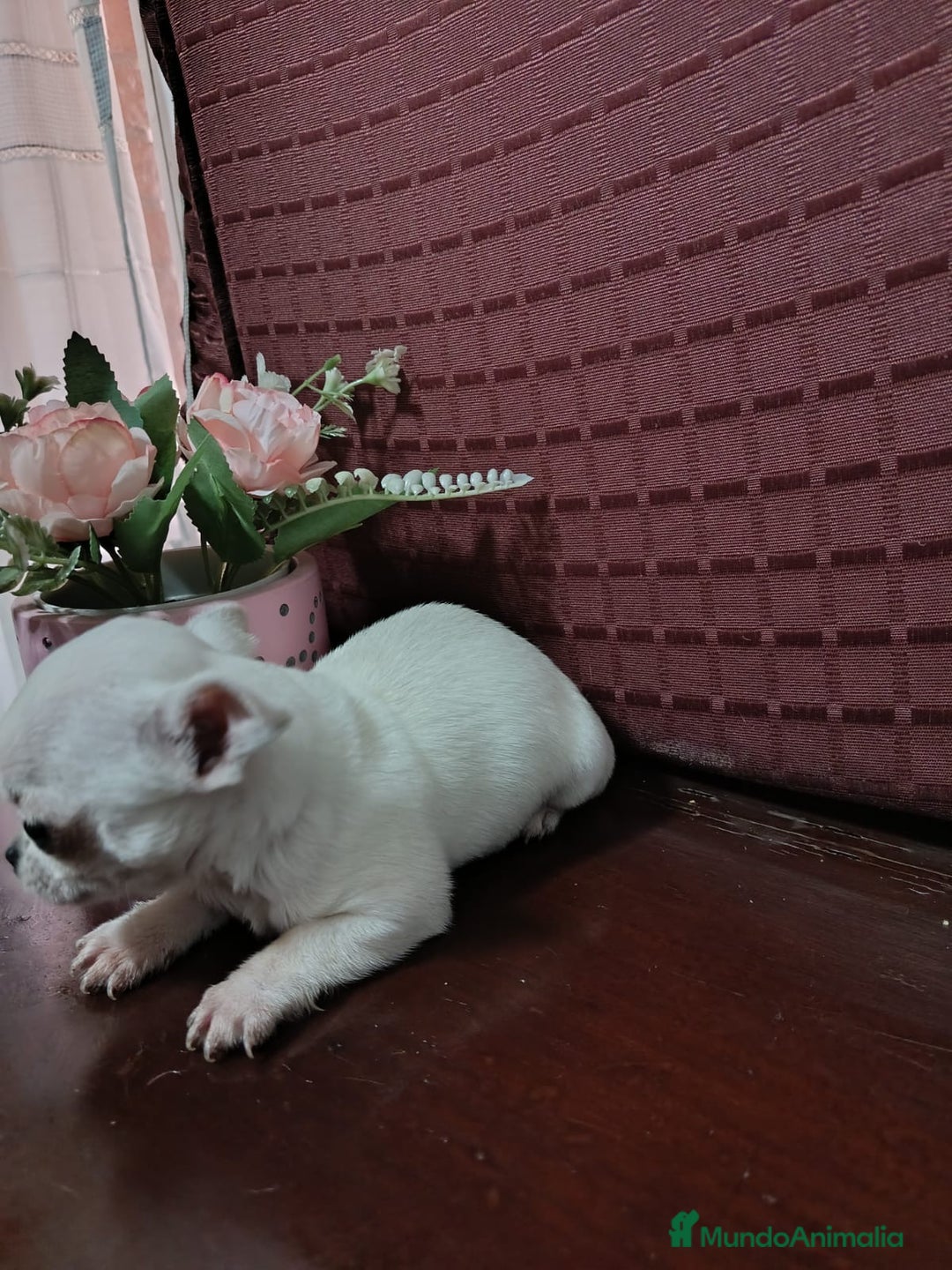 Chihuahua perros en venta: Chihuahuas Toy los de las fotos  - Anuncio 9