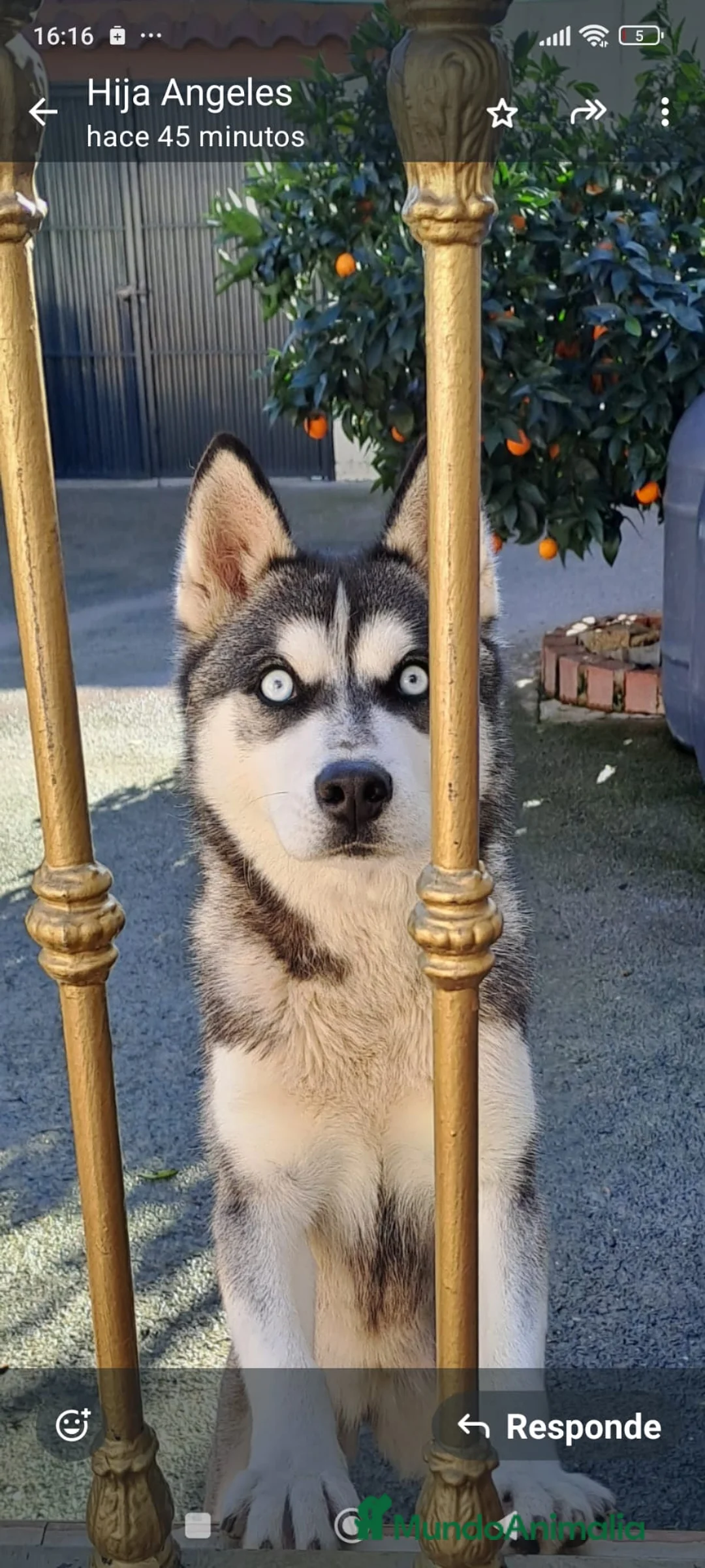 Husky Siberiano perros en venta: Husky siberiano  - Anuncio 10