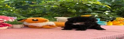 Perro de Agua Español perros en venta: Perro de aguas - Anuncio 3