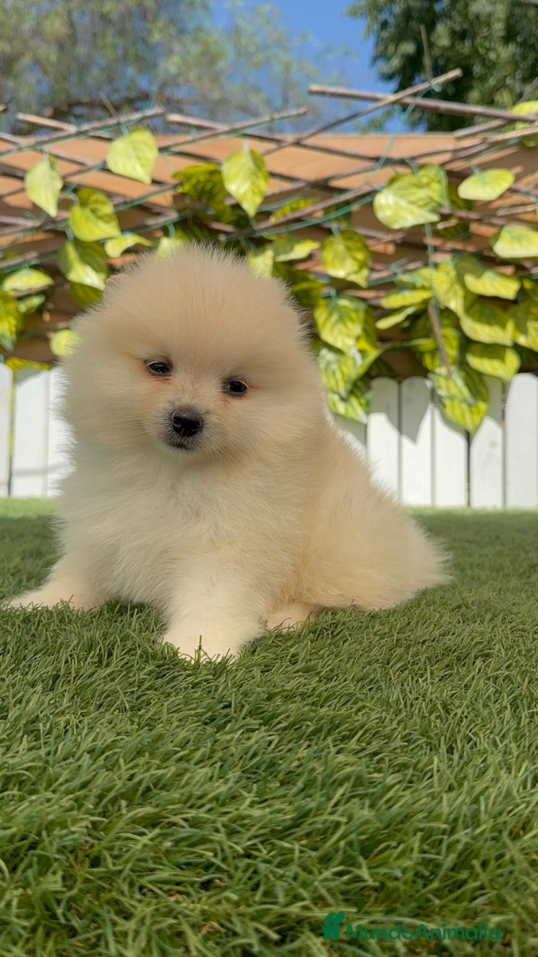 Pomerania perros en venta: POMERANIA BLANCA HEMBRA  - Imagen 8