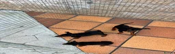 Pinscher Miniatura perros en venta: Pincher Miniatura  - Anuncio 7