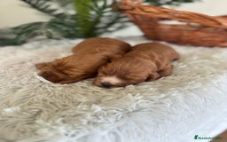 Cocker Spaniel Inglés perros en venta: COCKER SPANIEL INGLES - Anuncio 12