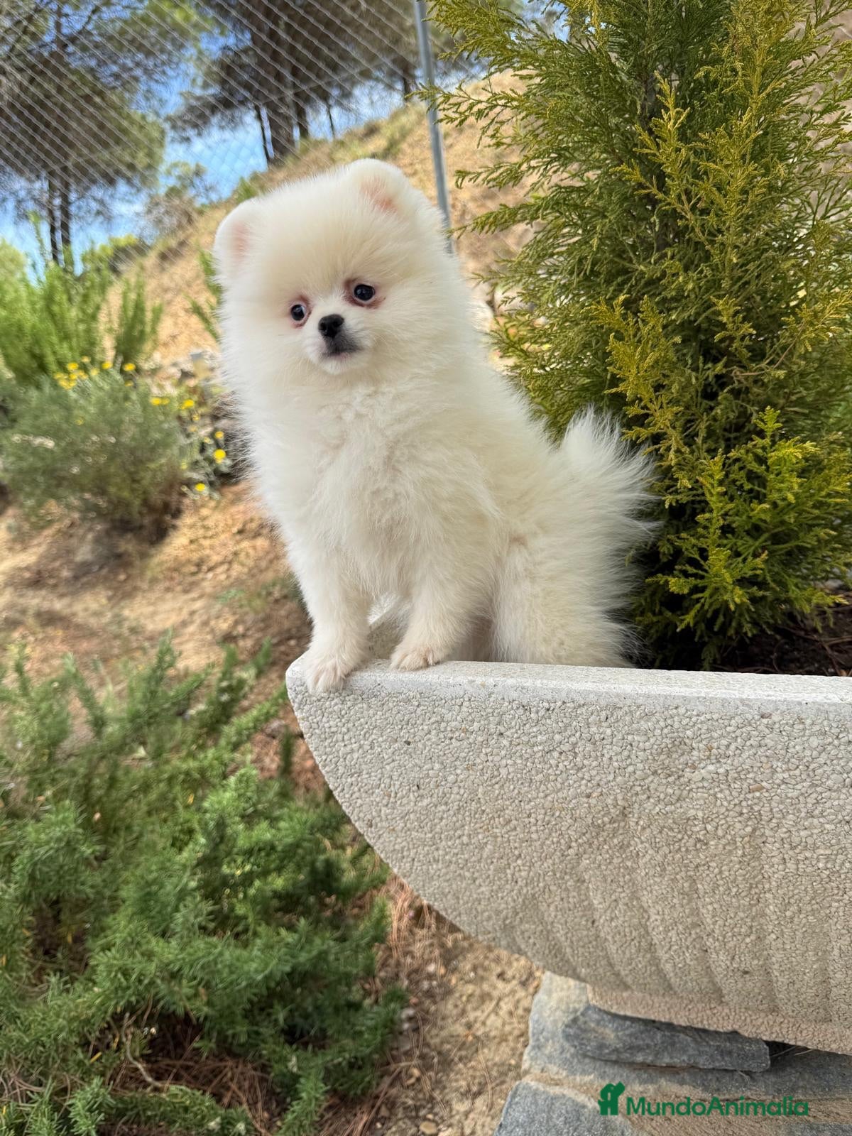 Pomerania perros Pomerania lista para entregar !!!! - Anuncio 2
