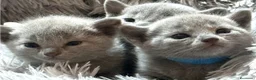 Azul Ruso gatos en venta: Azul ruso - Anuncio 2