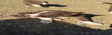 Border Collie 1