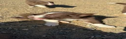 Border Collie perros en venta: Camada border collie  - Anuncio 3