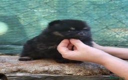 Pomerania perros en venta: Cachorros de calidad  - Imagen 3