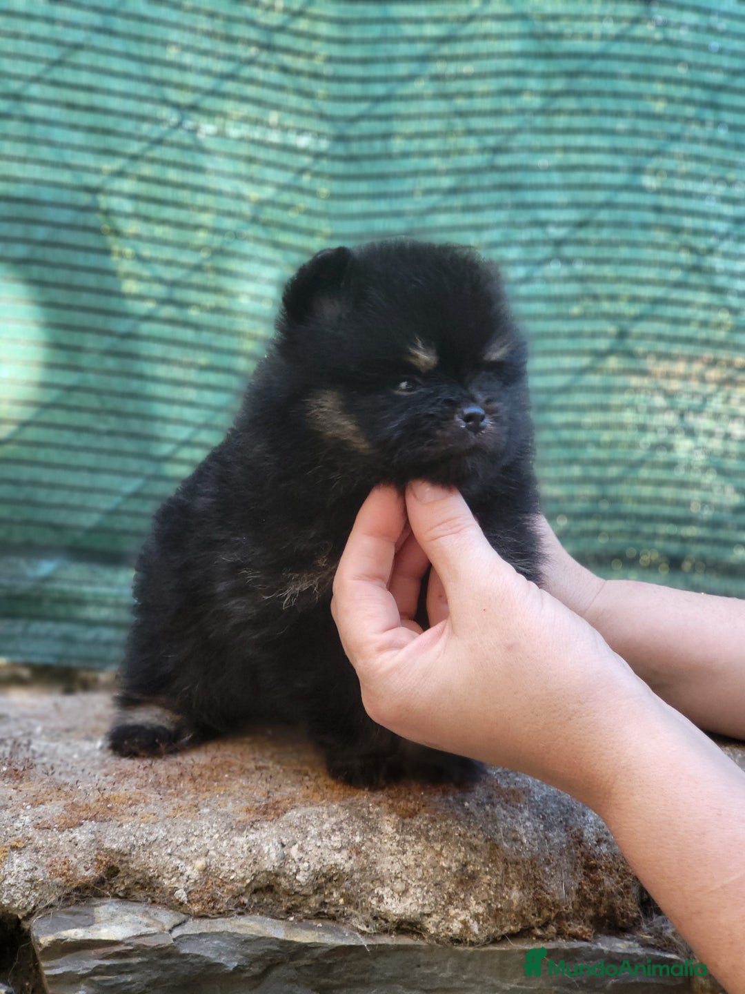Pomerania perros en venta: Cachorros de calidad  - Imagen 3