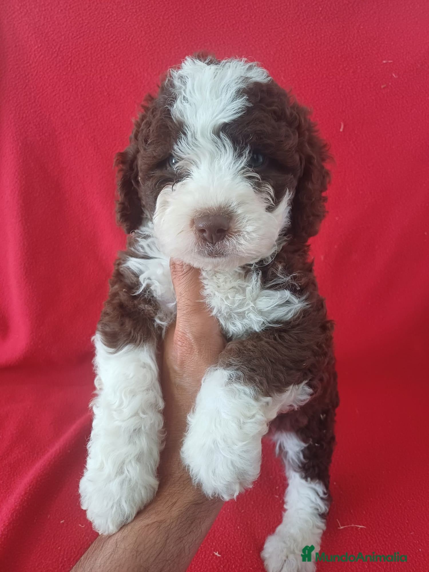 Perro de Agua Español perros Perro de Agua Español Bicolor  - Anuncio 2