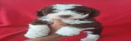 Perro de Agua Español perros en venta: Perro de Agua Español Bicolor  - Anuncio 1