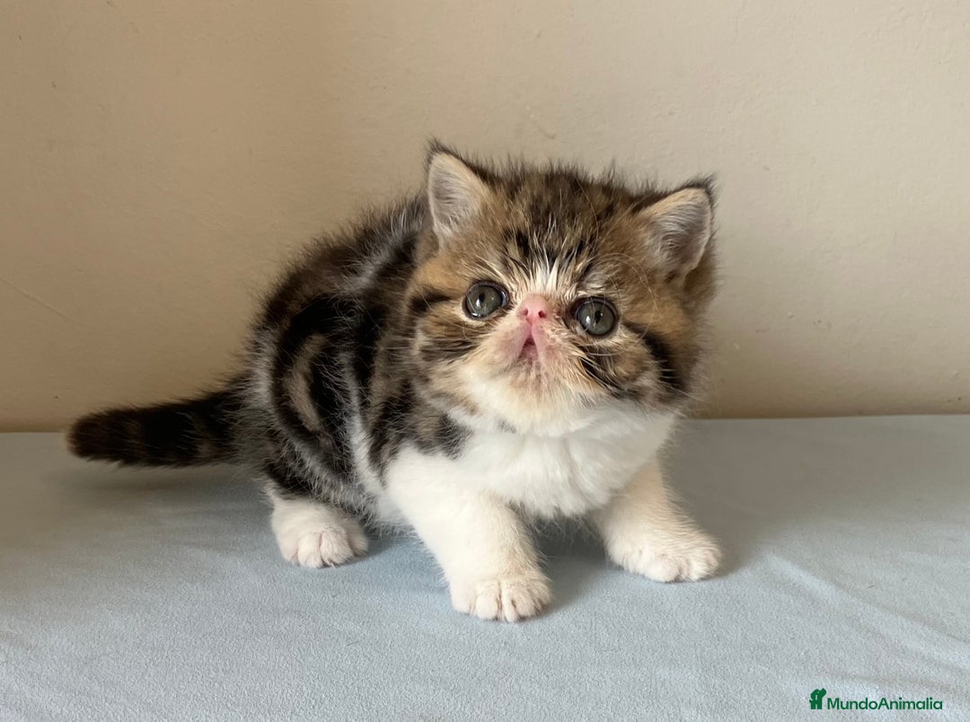 Exótico de Pelo Corto gatos en venta: GATO EXOTICO - Anuncio 2
