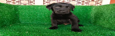 Labrador Retriever 1