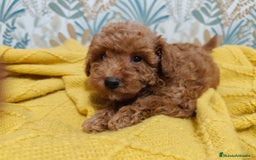 Caniche Toy perros en venta: Preciosas hembras toy rojaa ❤️ - Imagen 4