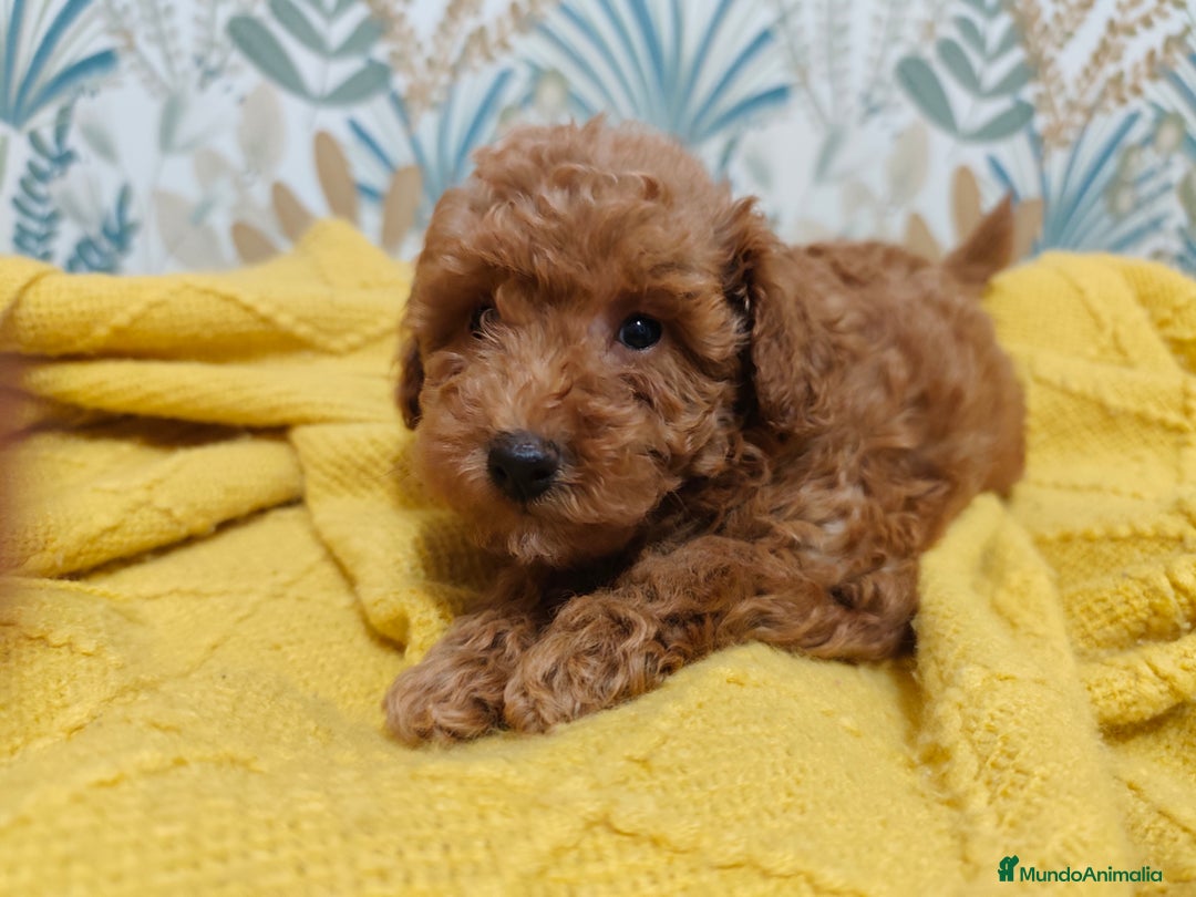 Caniche Toy perros en venta: Preciosas hembras toy rojaa ❤️ - Imagen 4