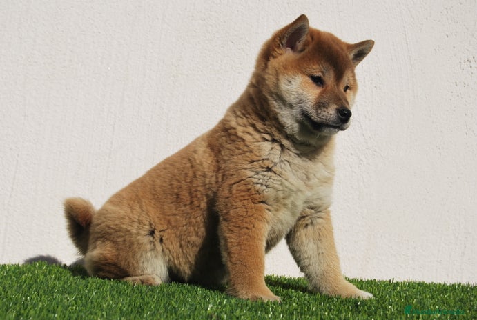 Shiba Inu perros en Madrid - Anuncio 4