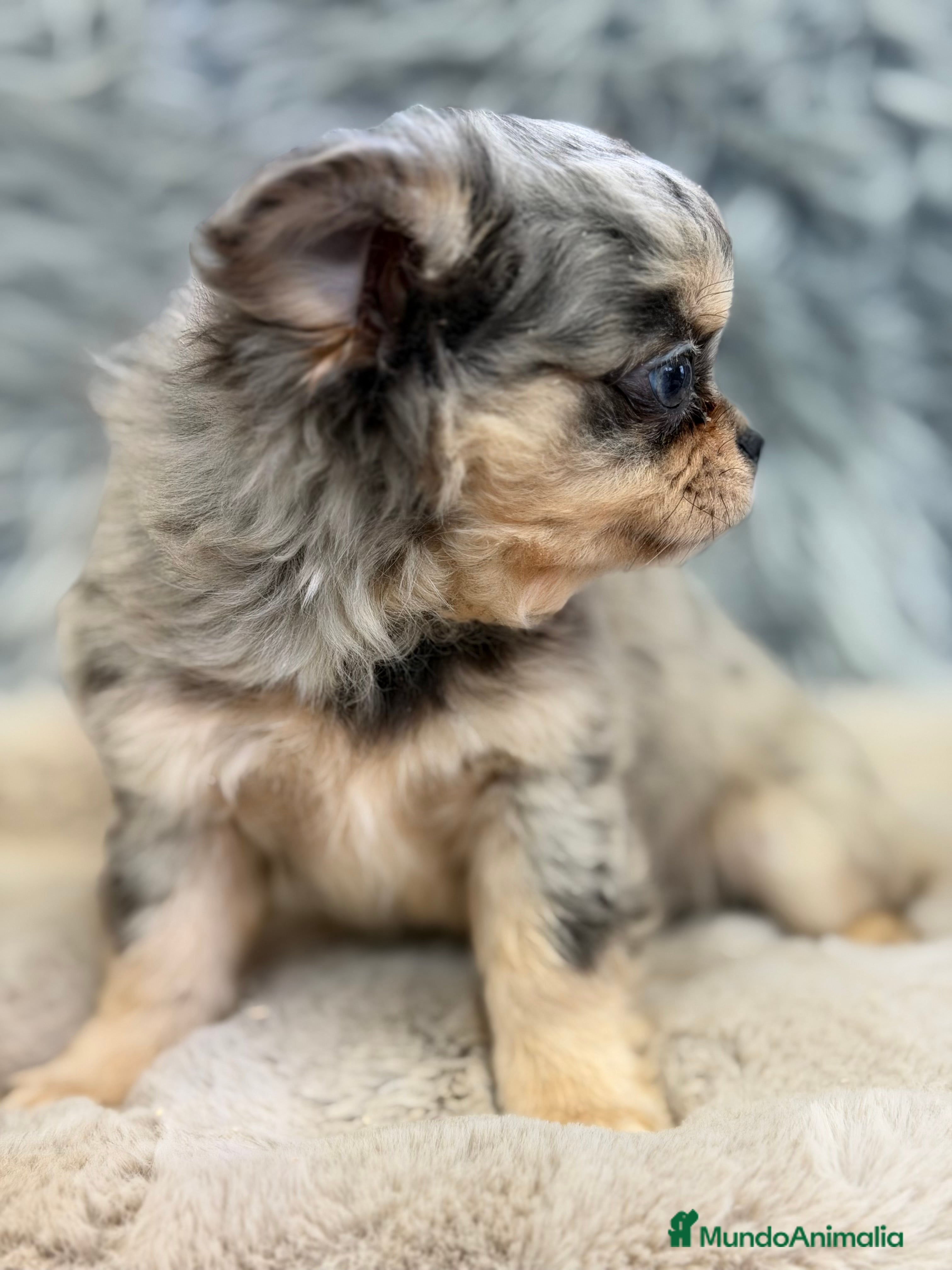 Chihuahua perros Chihushua Merle ojos azules  - Anuncio 3
