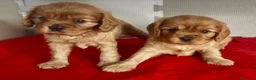 Cavalier King Charles Spaniel perros en venta: Cavalier King Charles Spaniel  en Alicante - Anuncio 6