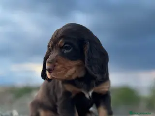 Cocker Spaniel Inglés perros Hembra de Working cocker inglés - Anuncio 1