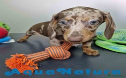 Teckel Miniatura perros en venta: Teckel Hembra DCD 5758 AQUANATURA - Imagen 10