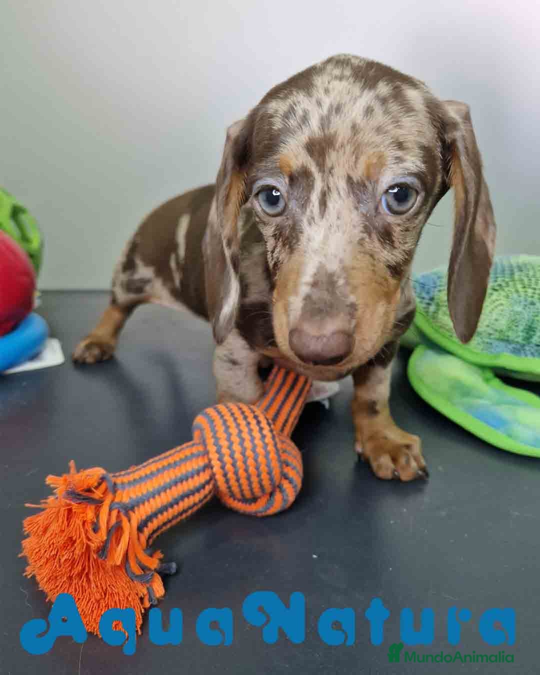 Teckel Miniatura perros en venta: Teckel Hembra DCD 5758 AQUANATURA - Imagen 10