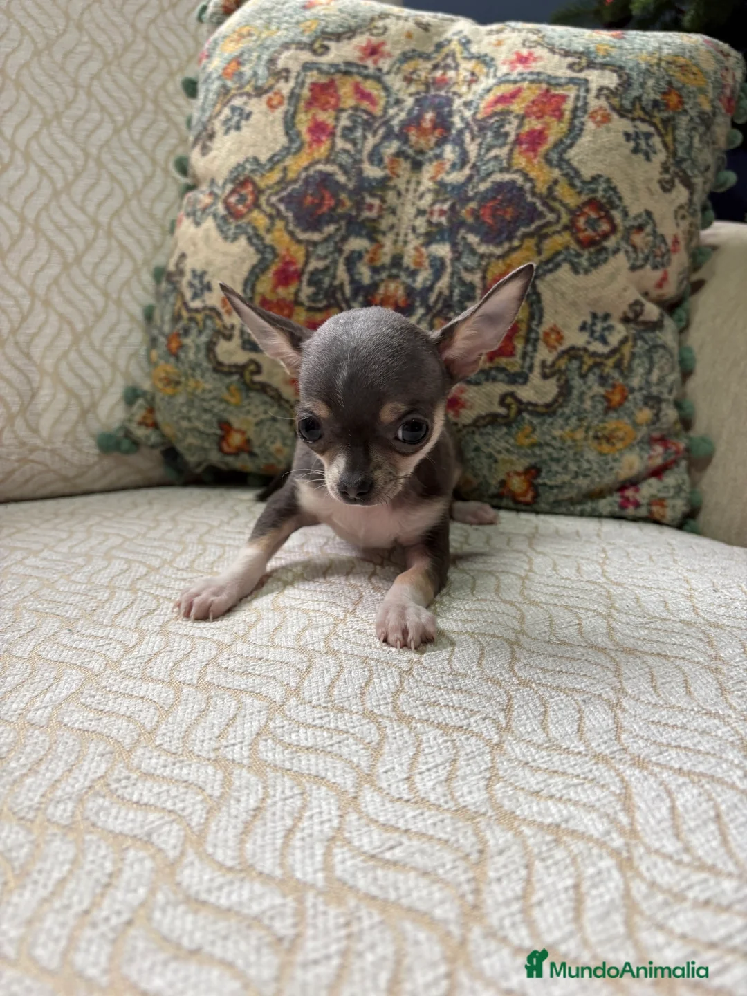 Chihuahua perros en venta: Chihuahua mini Toy hembra blue tri - Anuncio 12