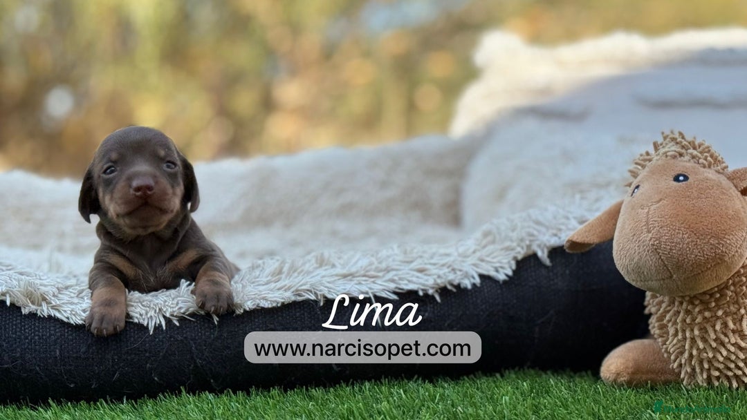 Teckel Miniatura perros en venta: TECKEL MACHO - Imagen 1