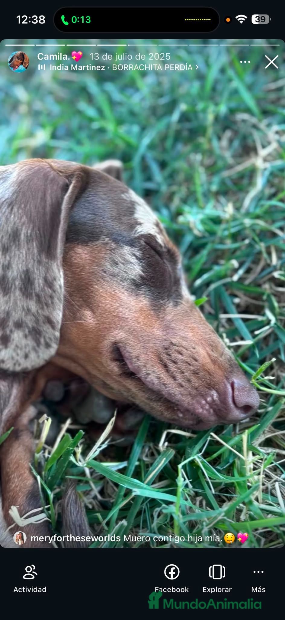 Teckel perros Teckel mini - Anuncio 1