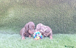 Teckel perros en venta: Teckel Chocolate Mini - Imagen 3