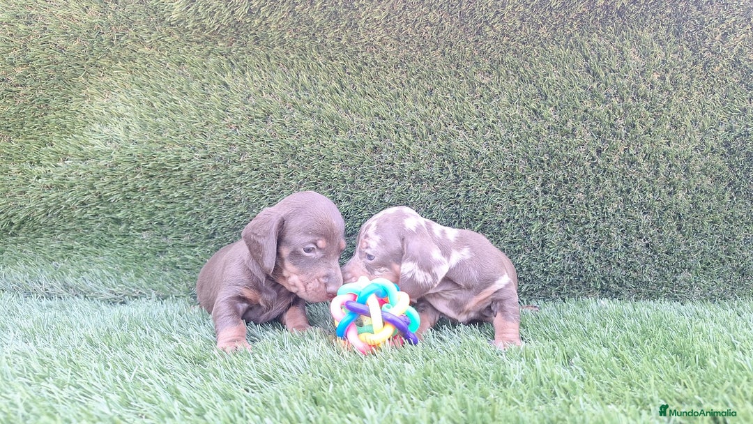 Teckel perros en venta: Teckel Chocolate Mini - Imagen 3