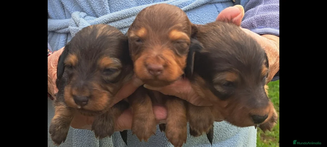 Teckel Miniatura perros en venta: Teckel miniatura de pelo largo - Anuncio 2