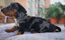Teckel Miniatura perros en venta: 🌸 Florentina – Teckel miniatura merlé con negro🐾 - Imagen 12