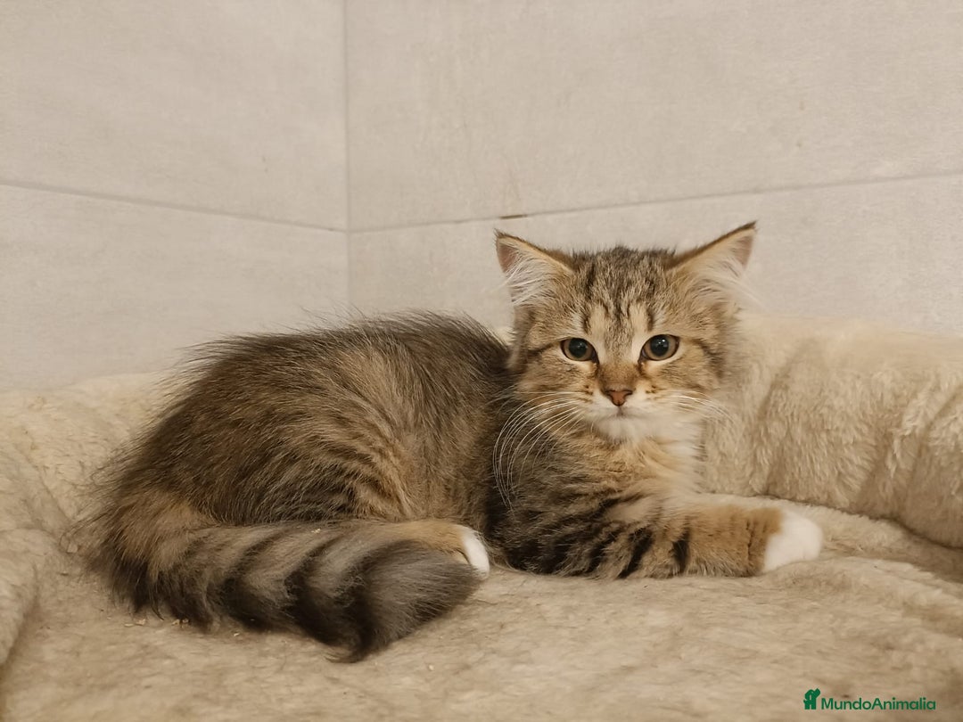 Siberiano gatos en venta: Gatitos Siberianos Hipoalergénicos - Imagen 4