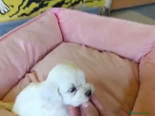 Bichón Maltés perros - Anuncio 17