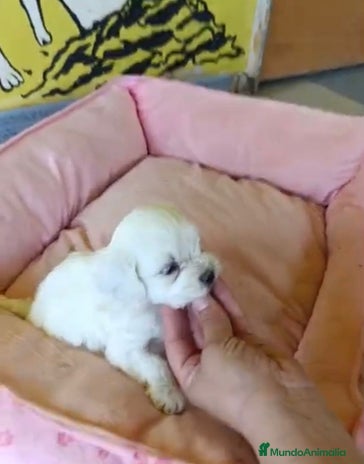 Bichón Maltés perros - Anuncio 12