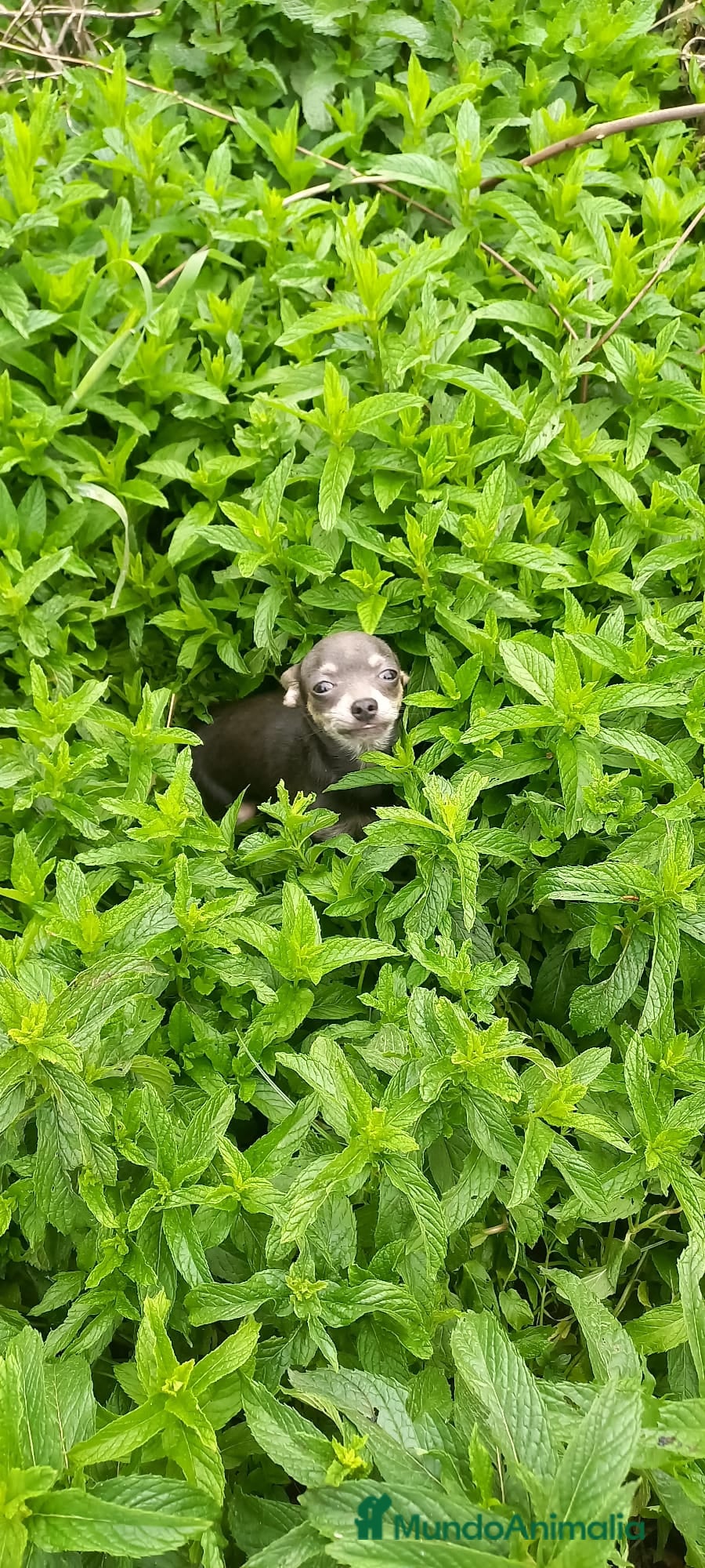 Chihuahua perros Chihuahua de 4 meses toy azul tang 670 - Anuncio 2