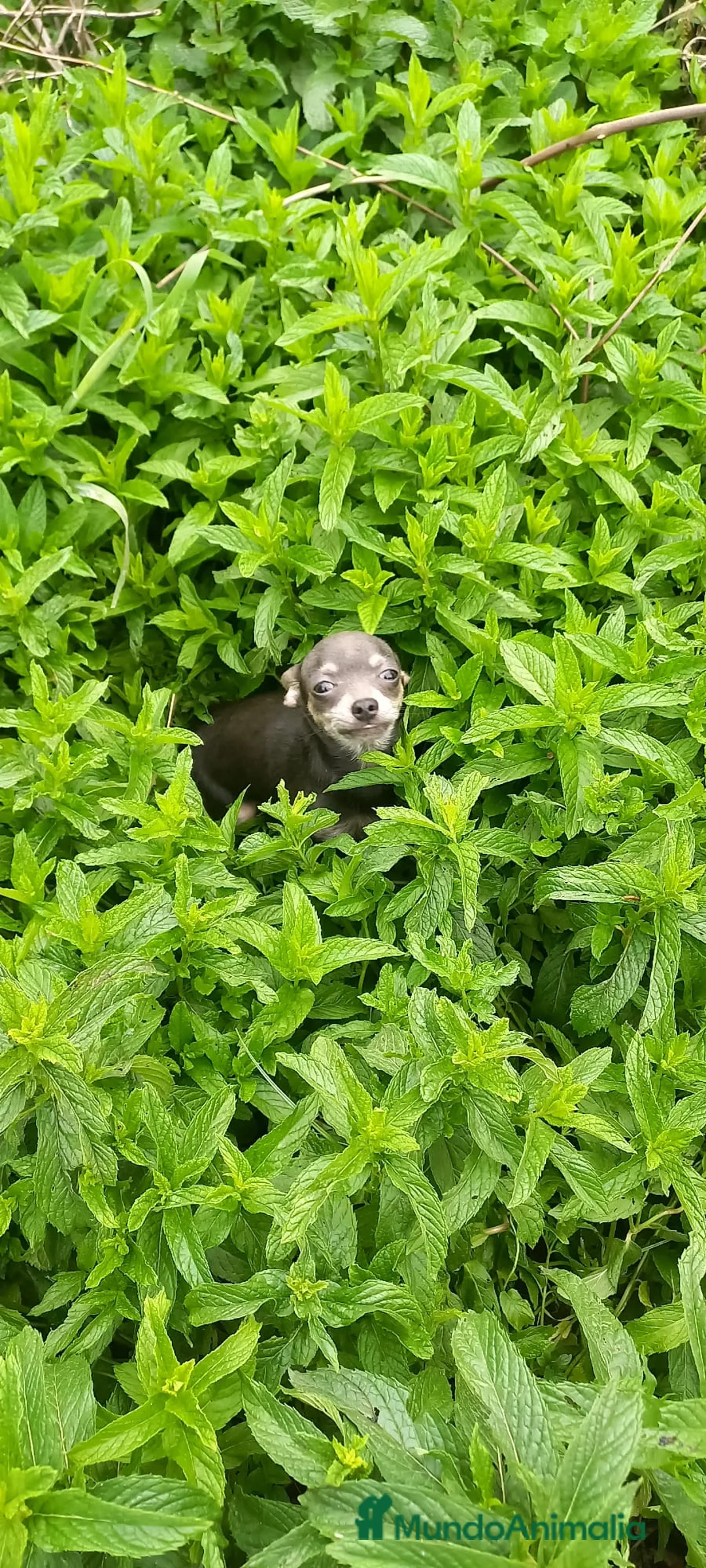 Chihuahua perros en venta: Chihuahua de 4 meses toy azul tang 670 - Anuncio 2